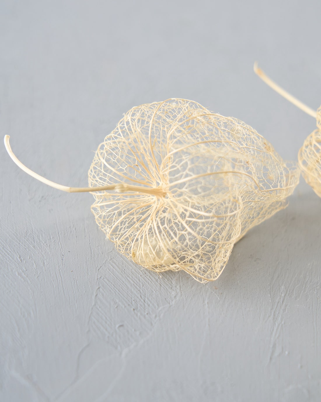 ［ドライフラワー］透かしほおずき＜夏の残り香＞