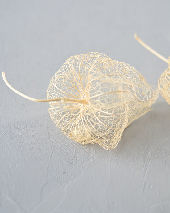 ［ドライフラワー］透かしほおずき＜夏の残り香＞