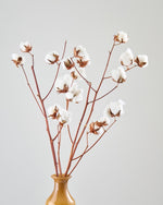 ［BIGボタニカル｜ドライ］コットンフラワー