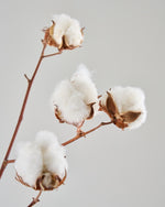 ［BIGボタニカル｜ドライ］コットンフラワー