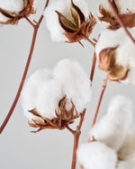 ［BIGボタニカル｜ドライ］コットンフラワー