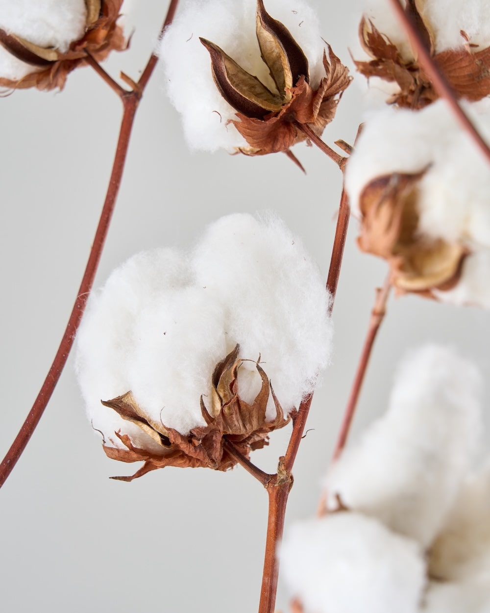 ［BIGボタニカル｜ドライ］コットンフラワー