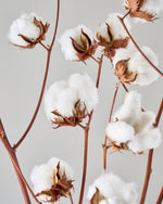 ［BIGボタニカル｜ドライ］コットンフラワー