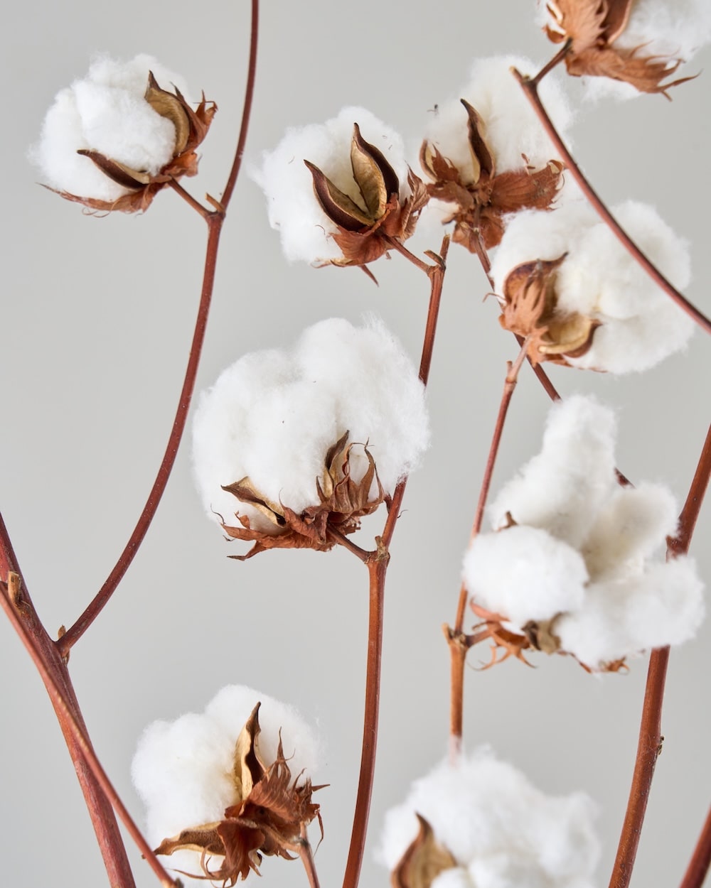 ［BIGボタニカル｜ドライ］コットンフラワー