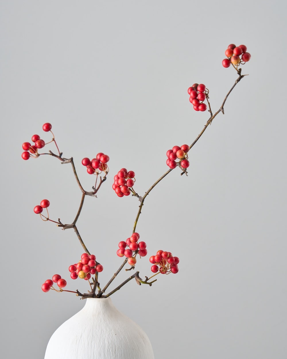 赤い実のドライフラワー – 土と風の植物園