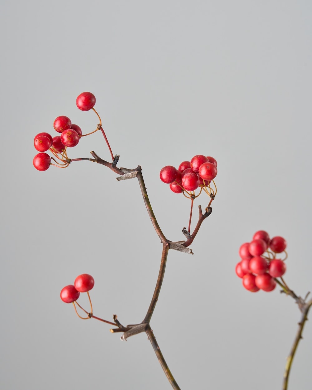 ［ドライフラワー］サンキライ