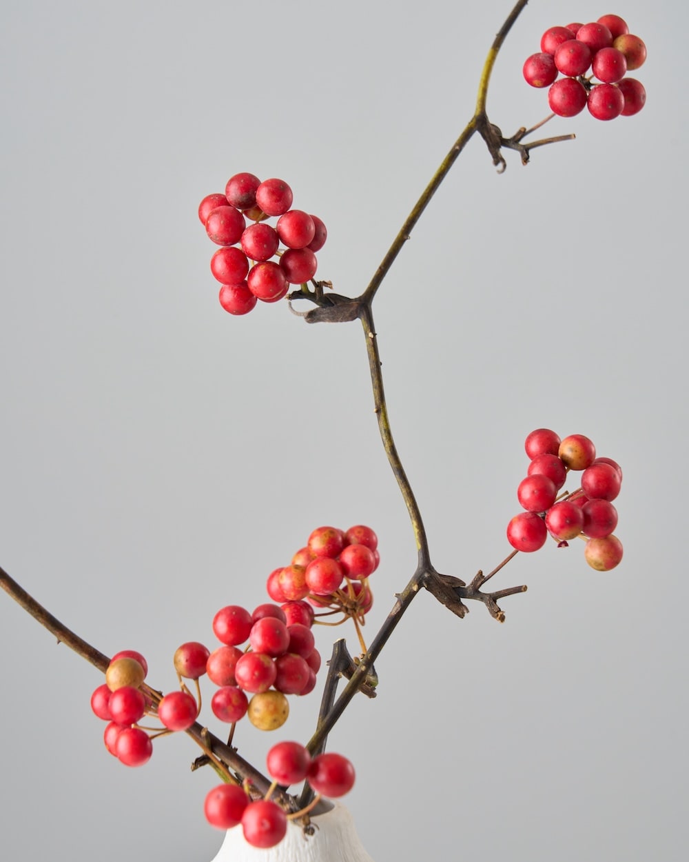 ［ドライフラワー］サンキライ