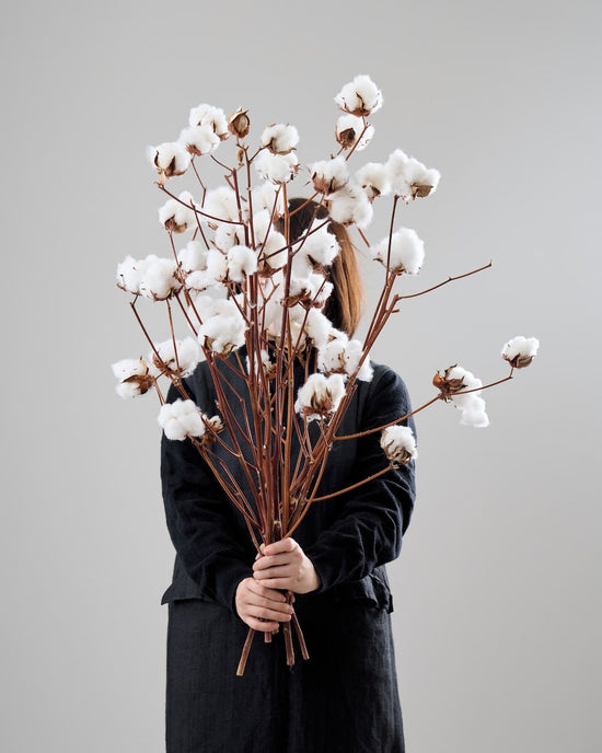 ［BIGボタニカル｜ドライ］コットンフラワー