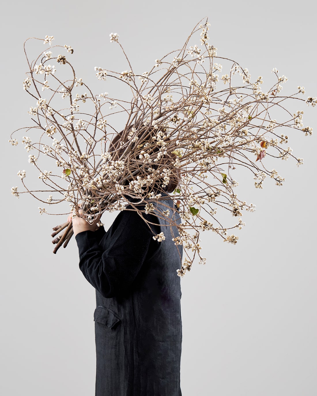 ナンキンハゼ　ドライフラワー ドライフラワー］ナンキンハゼ 商品ページ - 土と風の植物園