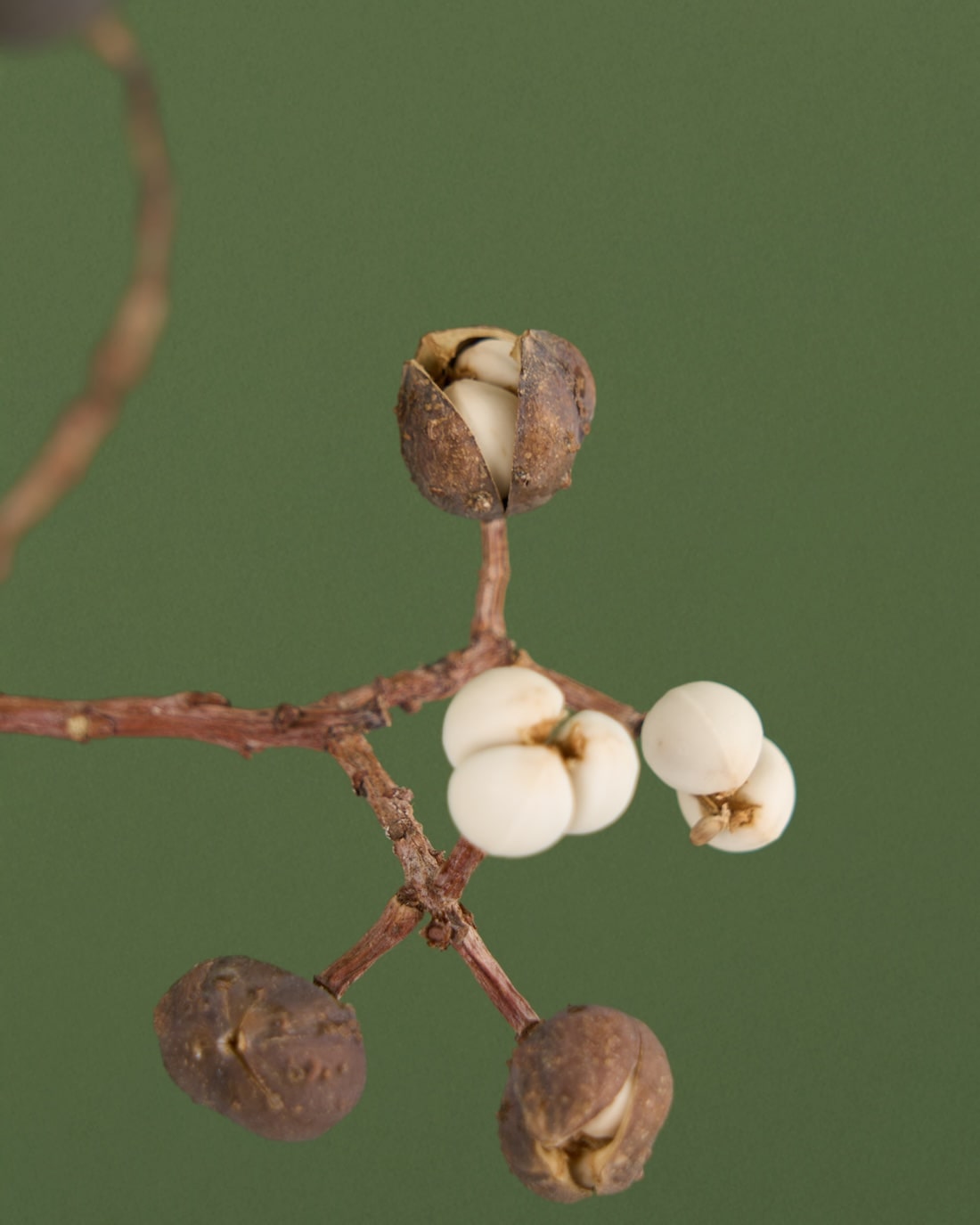 飾るだけでサマになるドライフラワーセット（ナンキンハゼ・ハス