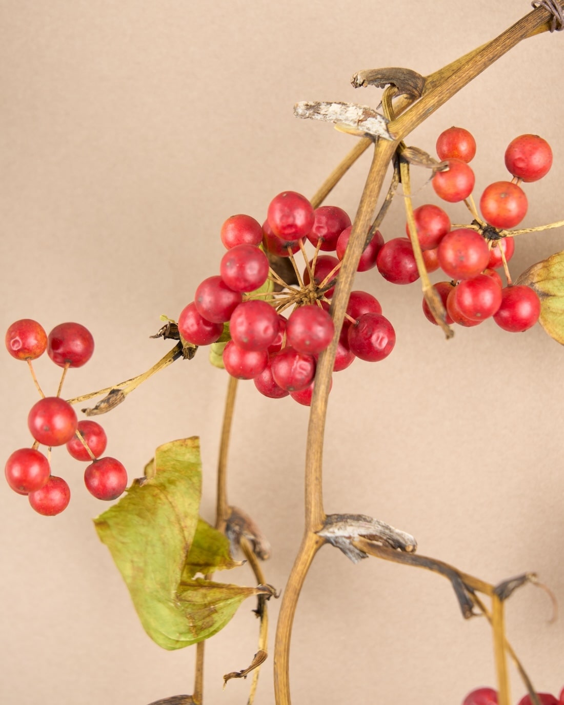 野趣あふれる、サンキライのリース 商品ページ - 土と風の植物園