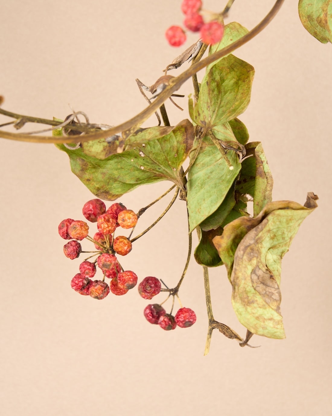 野趣あふれる、サンキライのリース 商品ページ - 土と風の植物園