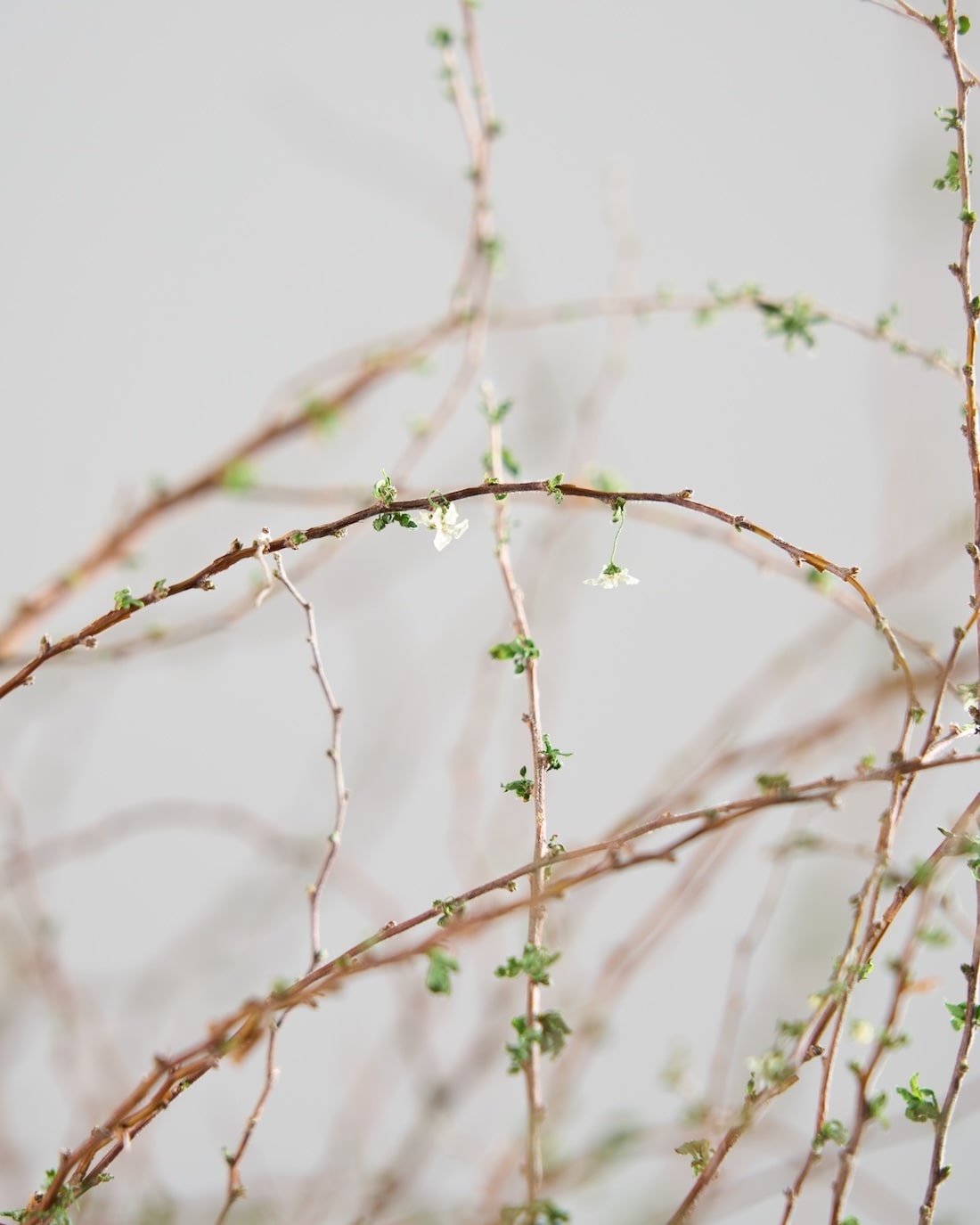 BIGボタニカル｜ドライ］雪柳 商品ページ - 土と風の植物園