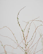 ［BIGボタニカル｜ドライ］雪柳