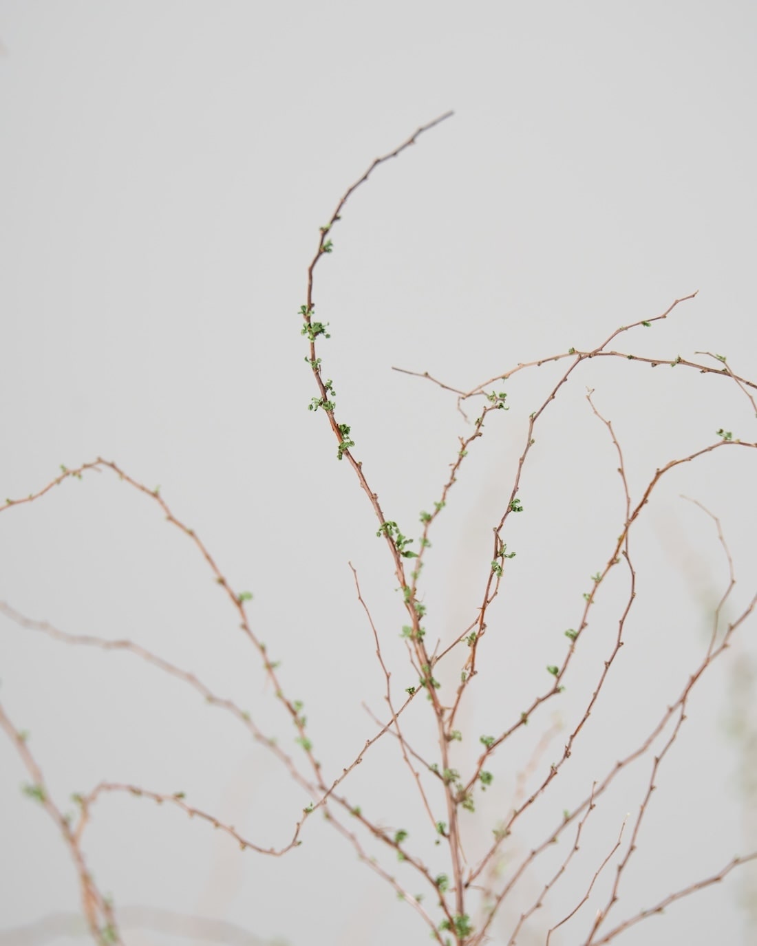 ［BIGボタニカル｜ドライ］雪柳