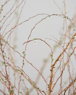 ［BIGボタニカル｜ドライ］雪柳