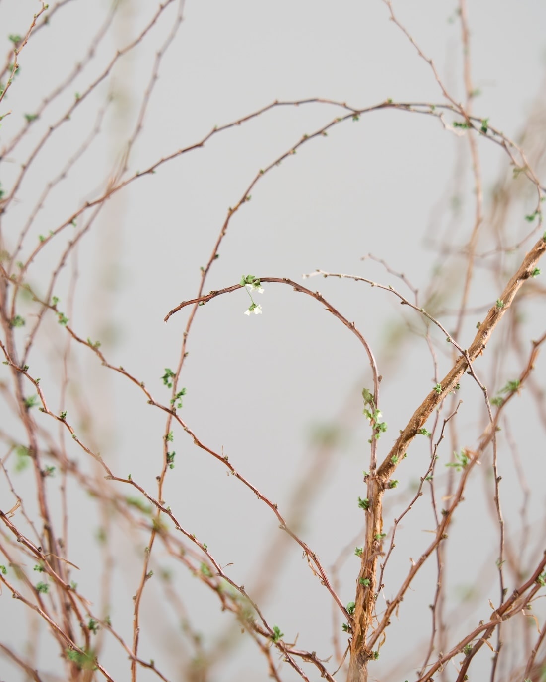 ［BIGボタニカル｜ドライ］雪柳