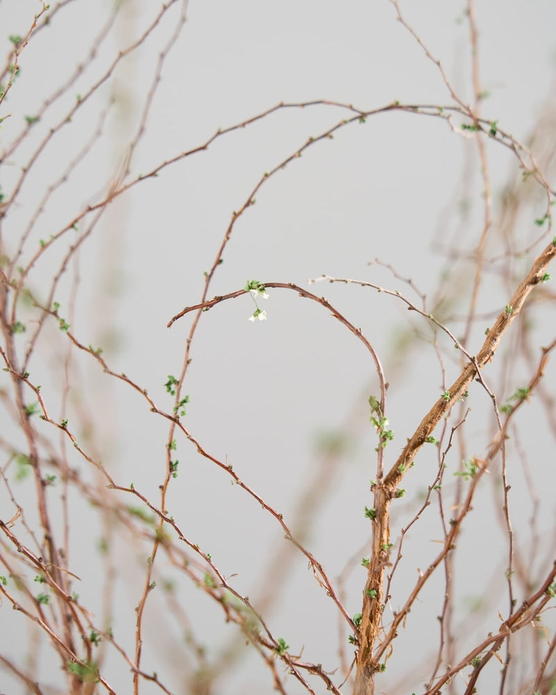 繊細な佇まいの、春の枝もの