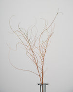 ［ドライフラワー］雪柳