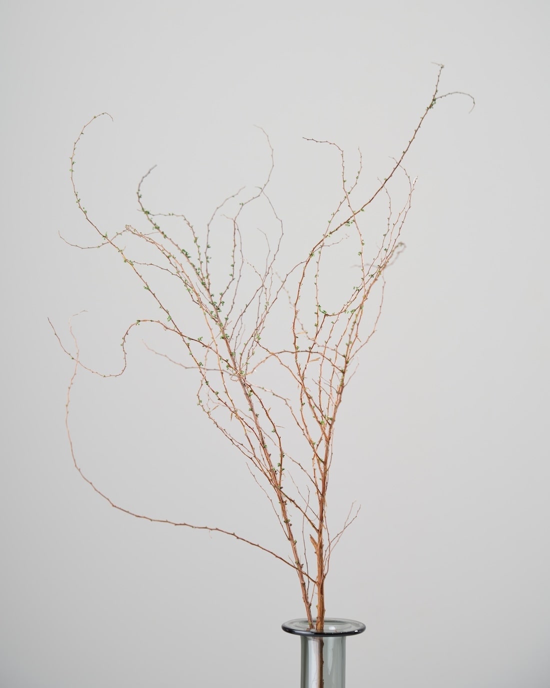 ［ドライフラワー］雪柳