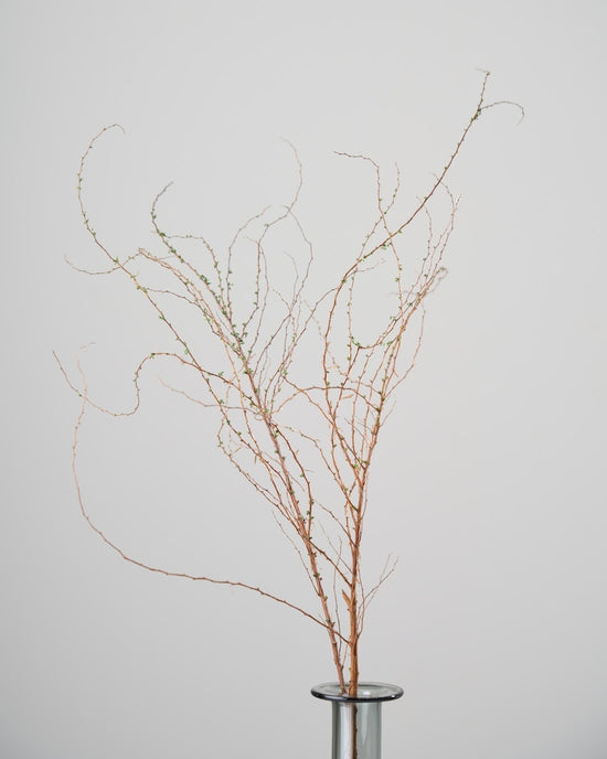 ［ドライフラワー］雪柳