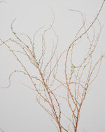 ［BIGボタニカル｜ドライ］雪柳