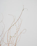 ［BIGボタニカル｜ドライ］雪柳