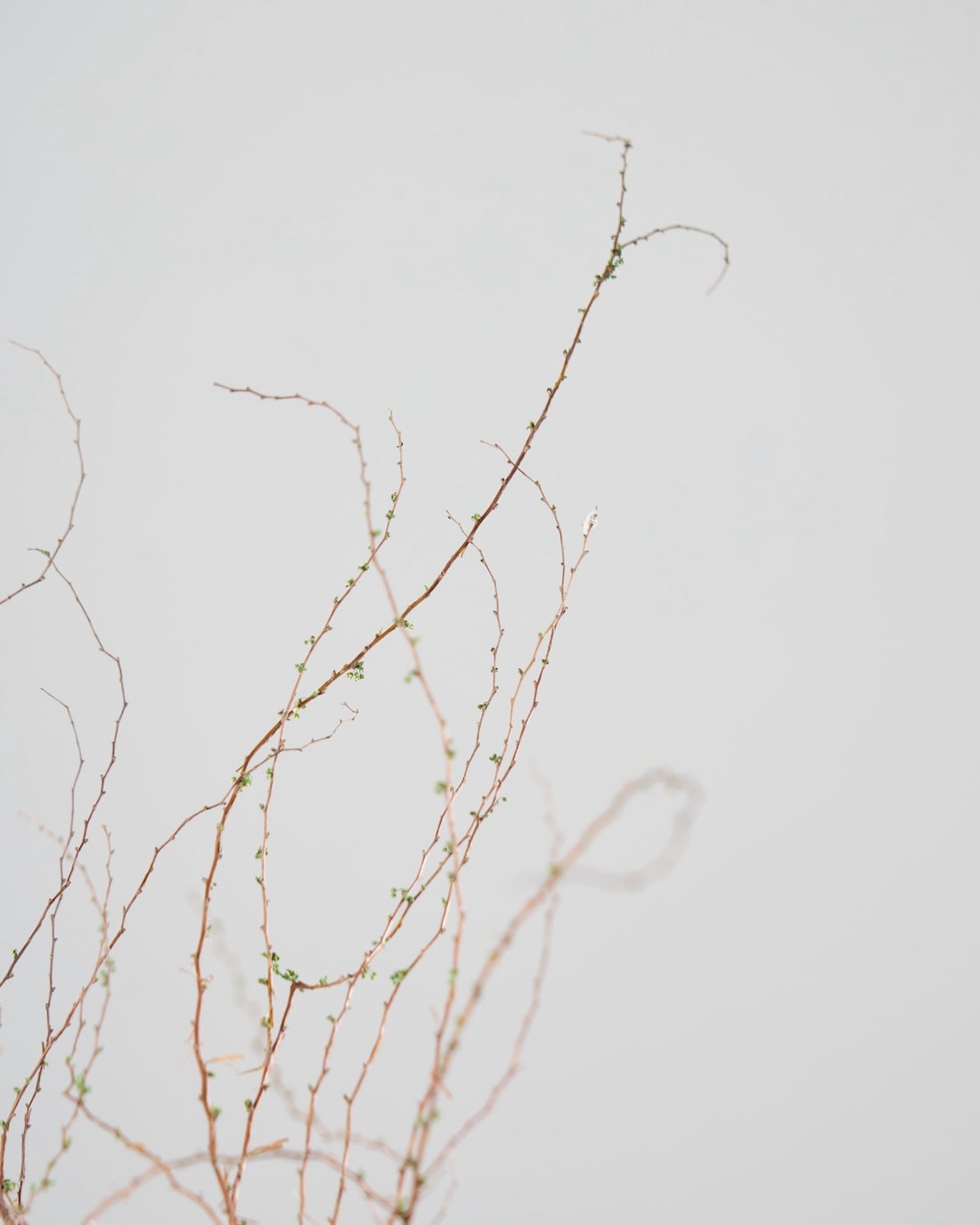 ［BIGボタニカル｜ドライ］雪柳