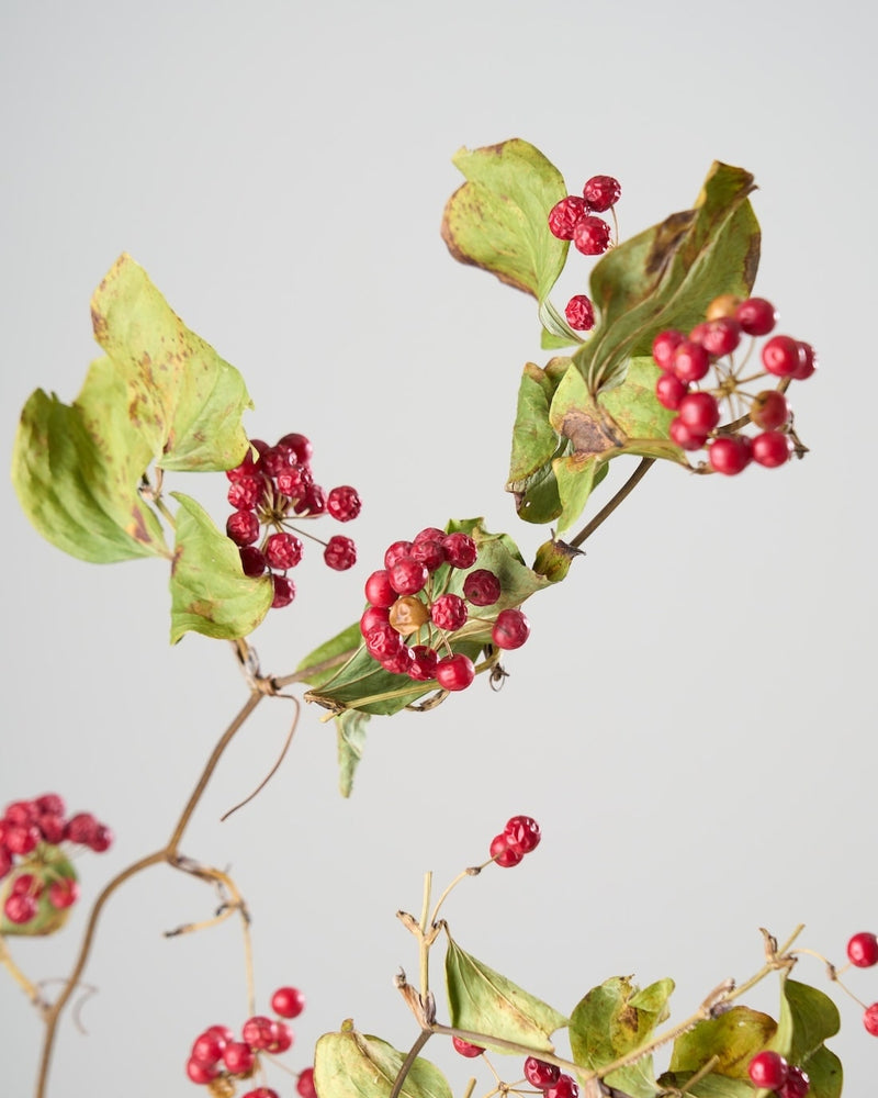 お部屋に映える、鮮やかなレッド