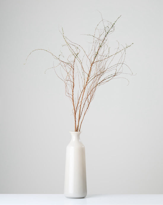 ［BIGボタニカル｜ドライ］雪柳