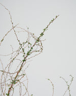 ［BIGボタニカル｜ドライ］雪柳