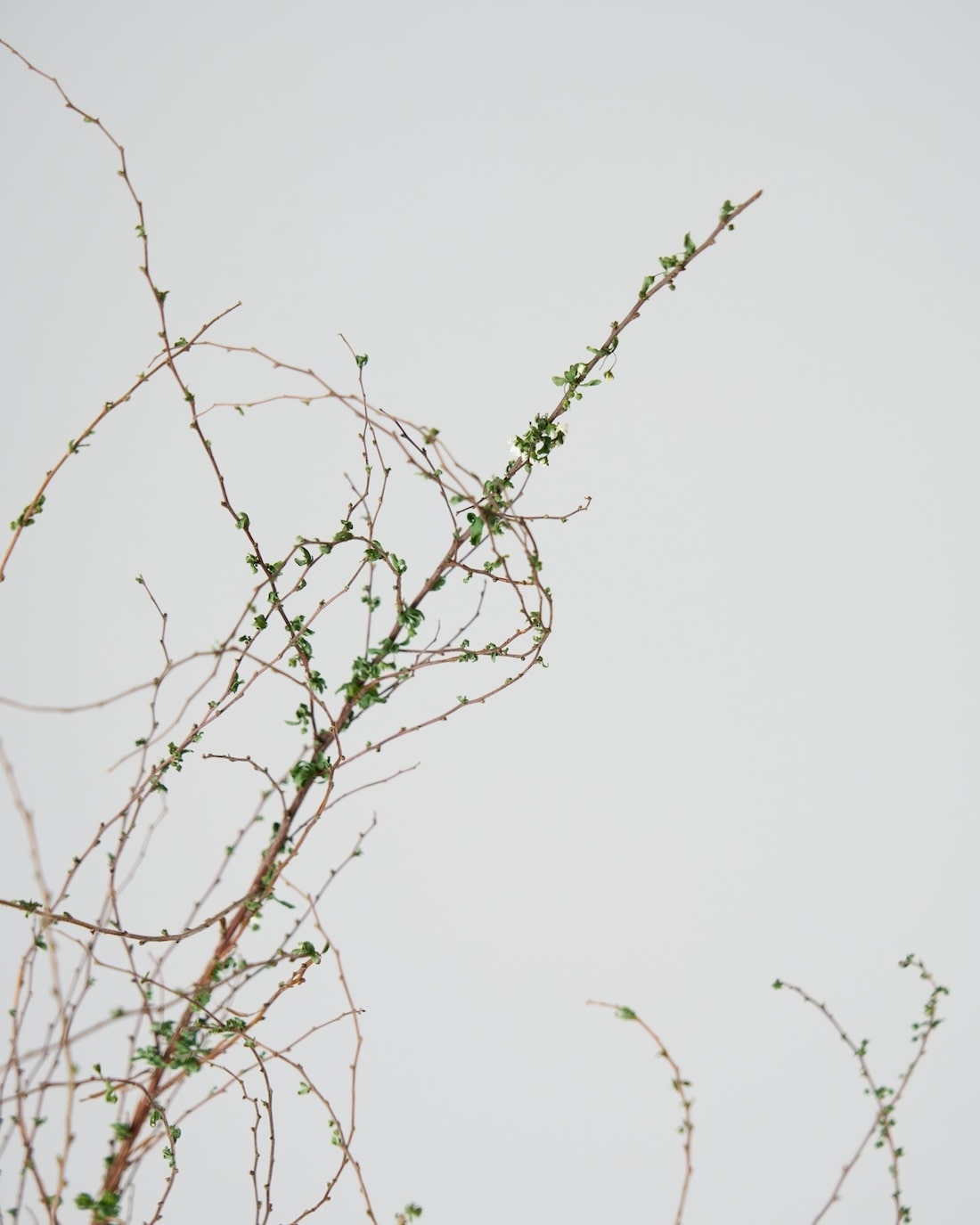 ［BIGボタニカル｜ドライ］雪柳