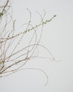 ［BIGボタニカル｜ドライ］雪柳