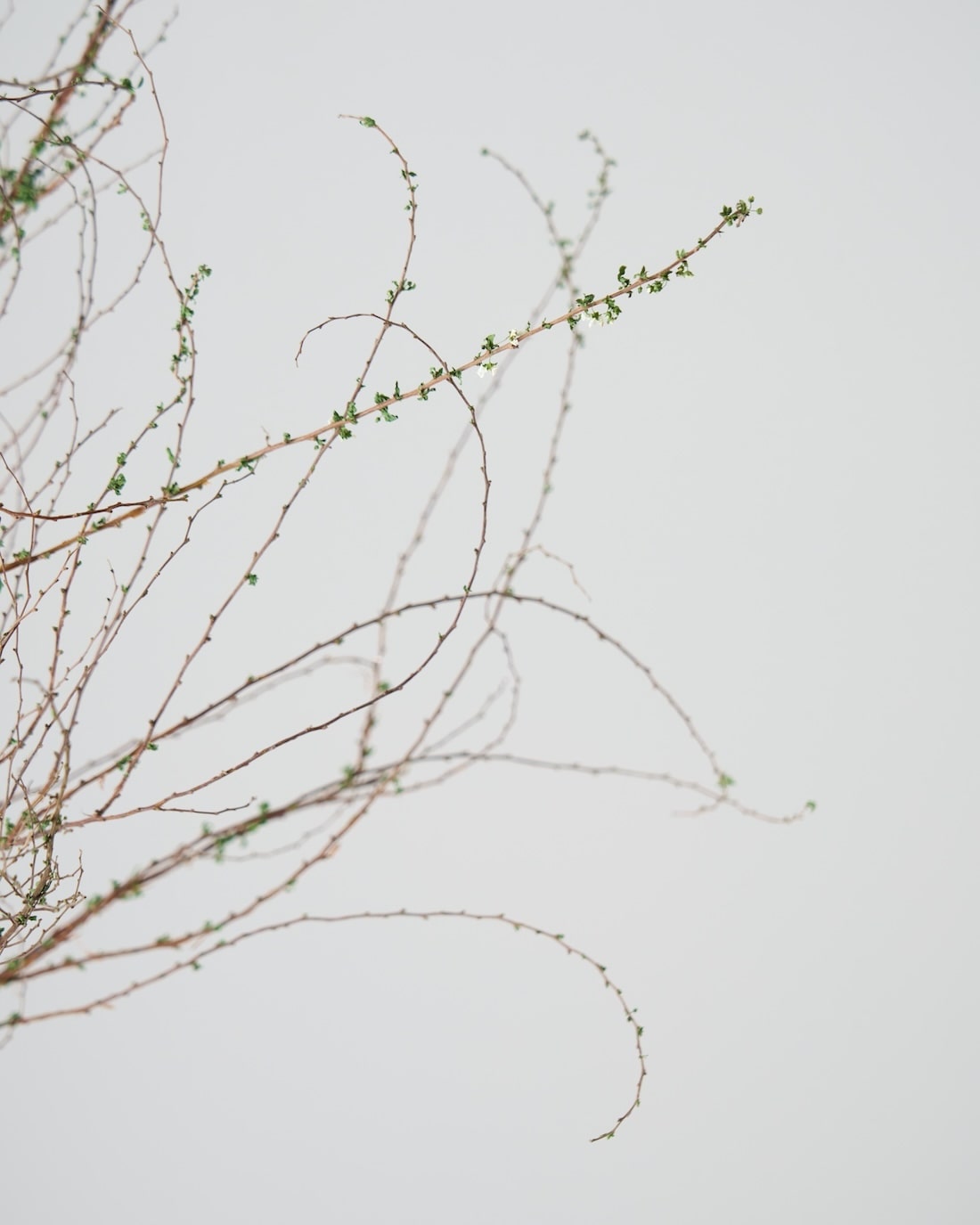 ［BIGボタニカル｜ドライ］雪柳