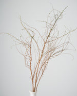［BIGボタニカル｜ドライ］雪柳