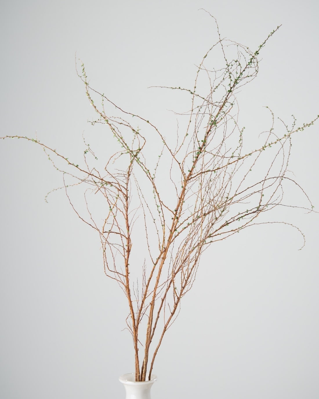 ［BIGボタニカル｜ドライ］雪柳