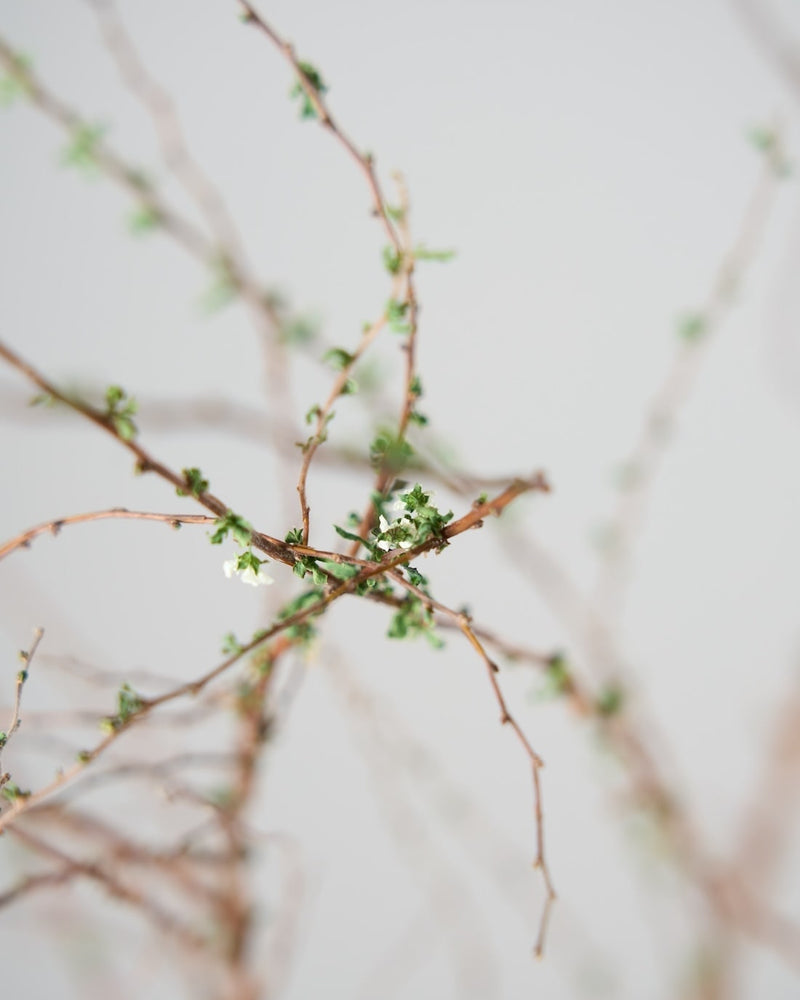 繊細な佇まいの、春の枝もの