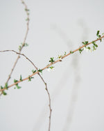 ［BIGボタニカル｜ドライ］雪柳