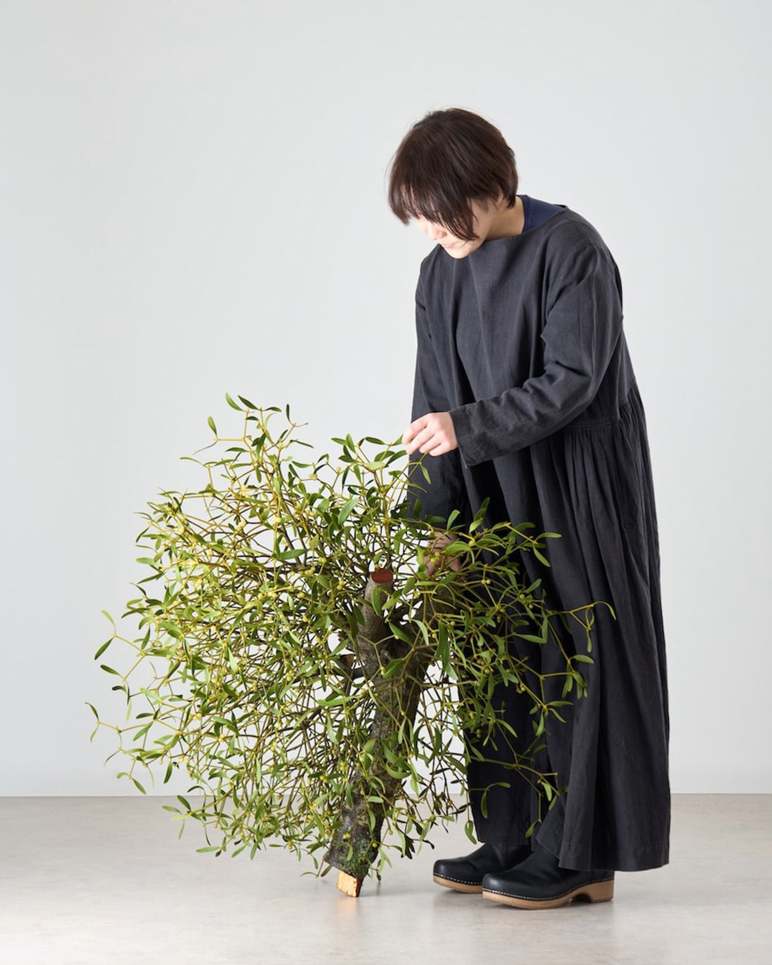 ［BIGボタニカル］ヤドリギ（フレッシュ〜ドライのお届け）