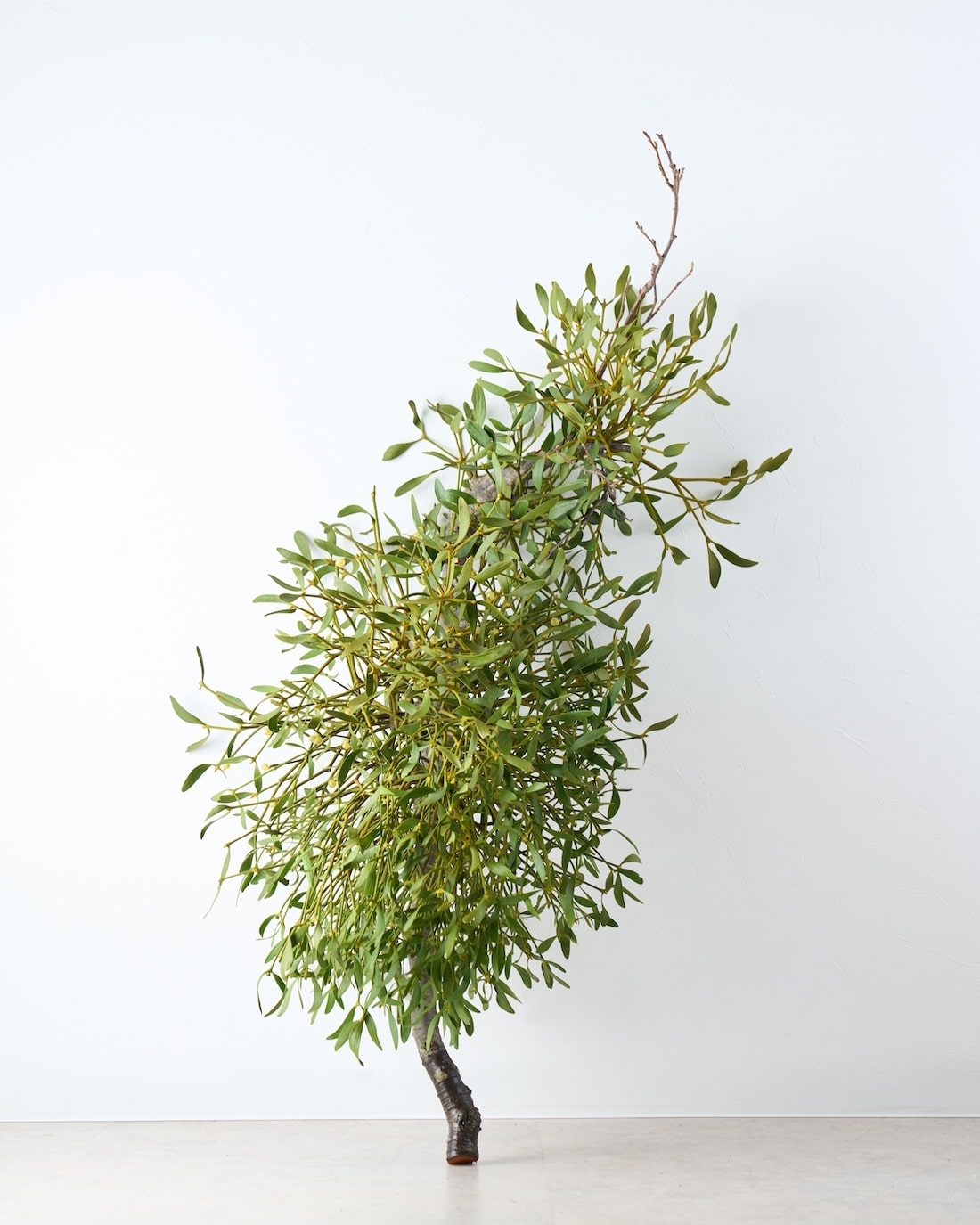 BIGボタニカル｜フレッシュ］ヤドリギ 商品ページ - 土と風の植物園