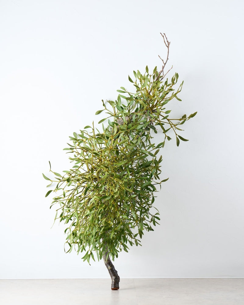 2点限定！フレッシュ〜ドライの状態でお届けします