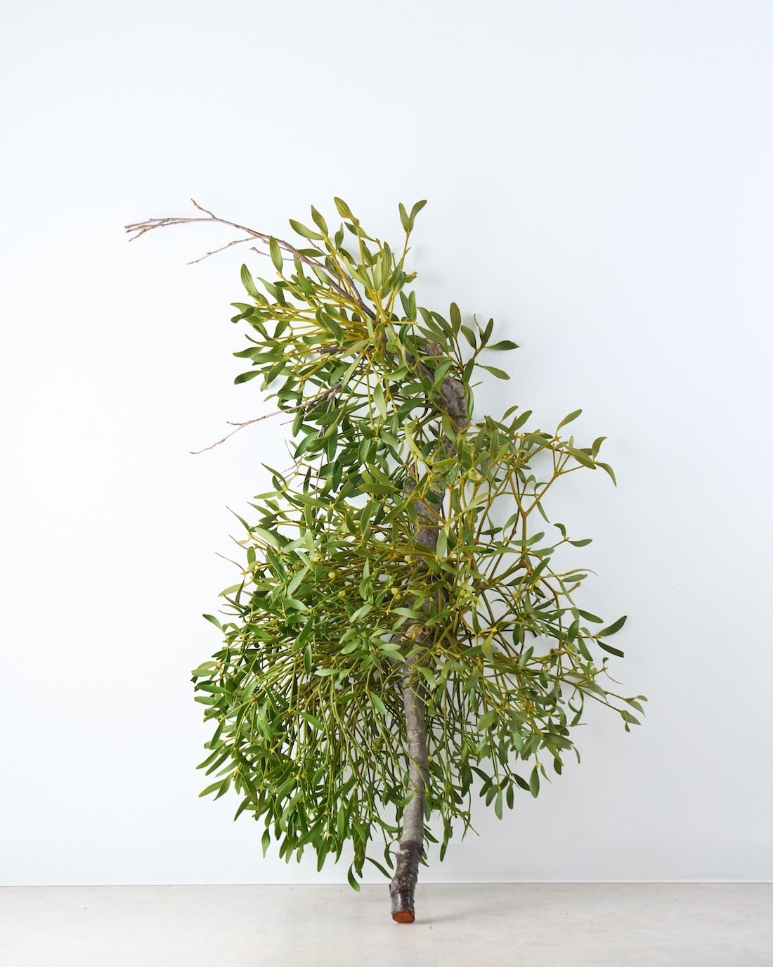 ［BIGボタニカル］ヤドリギ（フレッシュ〜ドライのお届け）