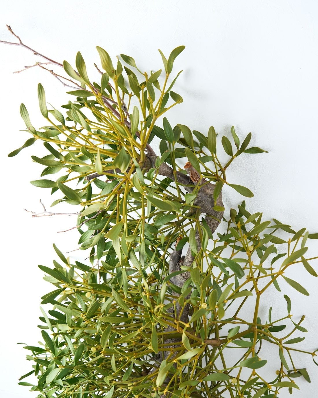 ［BIGボタニカル］ヤドリギ（フレッシュ〜ドライのお届け）