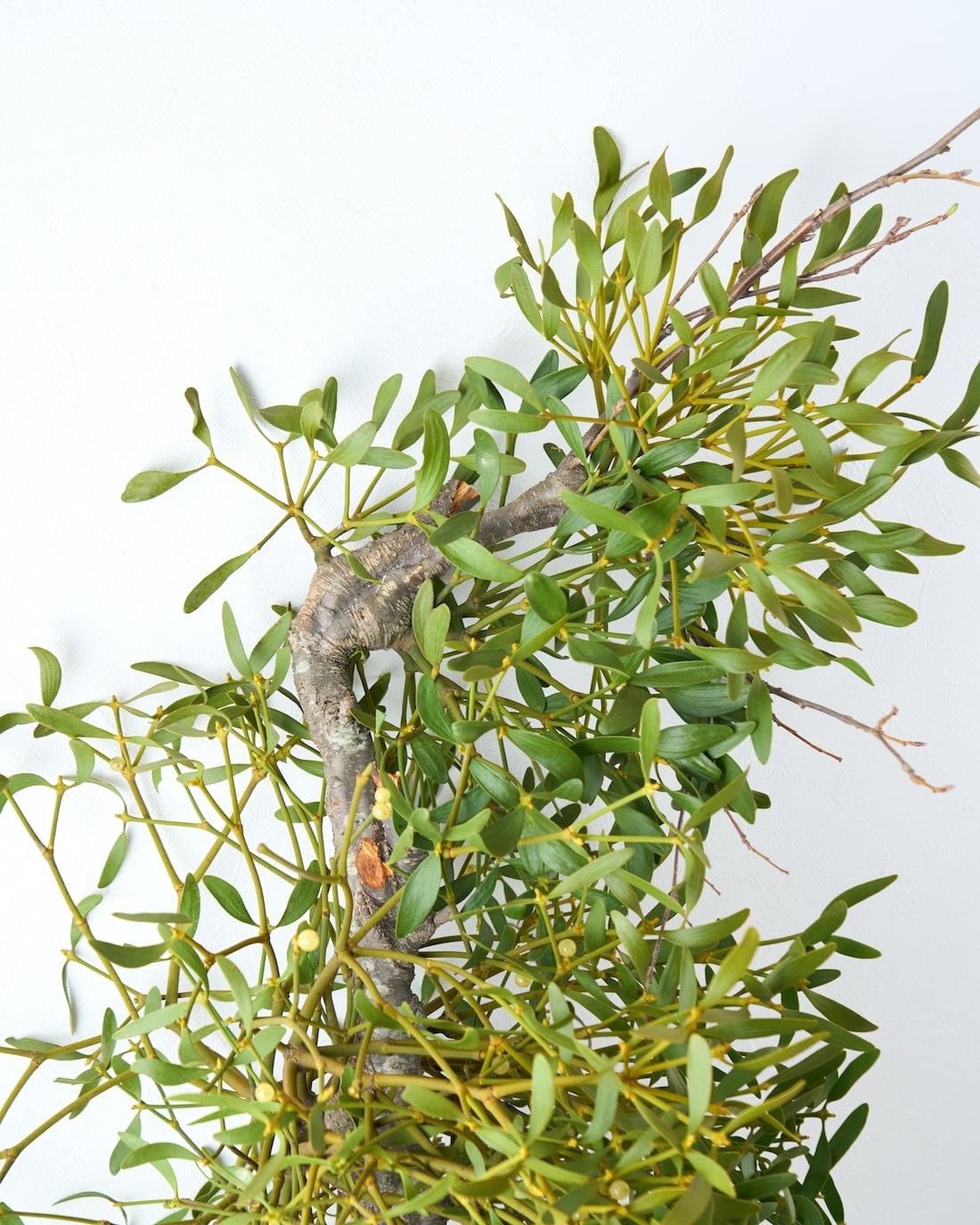 BIGボタニカル｜フレッシュ］ヤドリギ 商品ページ - 土と風の植物園