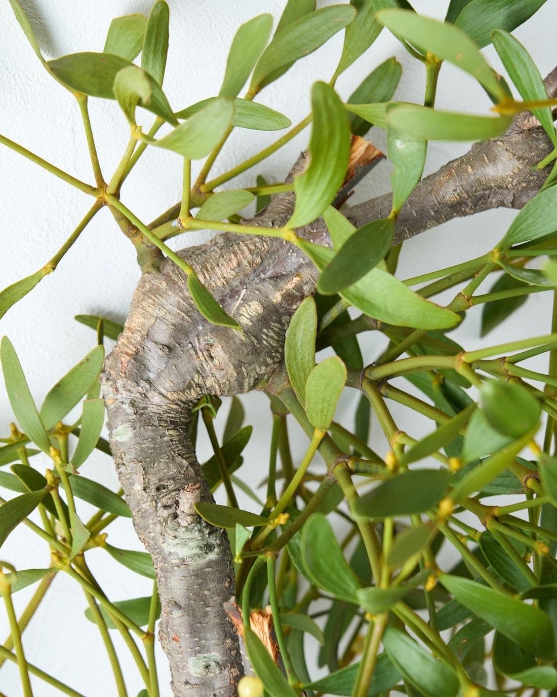 ［BIGボタニカル］ヤドリギ（フレッシュ〜ドライのお届け）