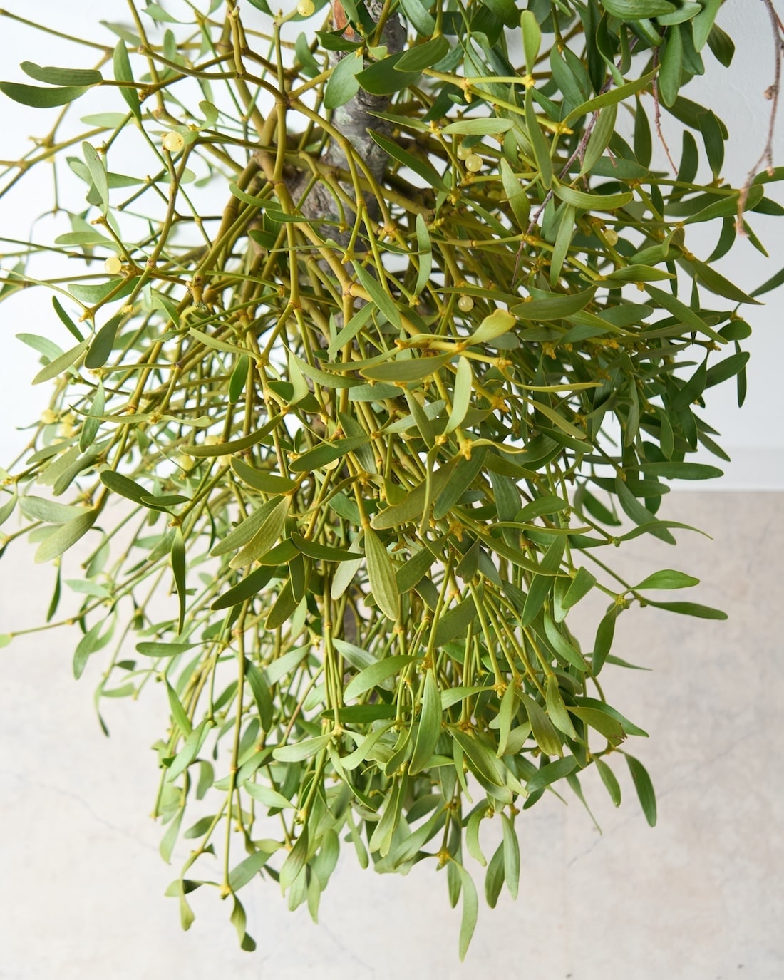 ［BIGボタニカル］ヤドリギ（フレッシュ〜ドライのお届け）