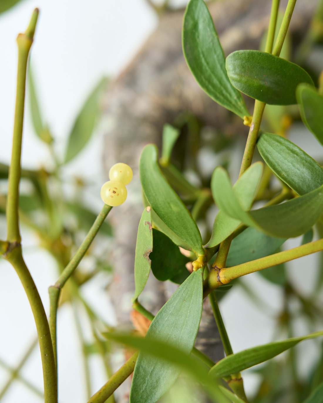 ［BIGボタニカル］ヤドリギ（フレッシュ〜ドライのお届け）