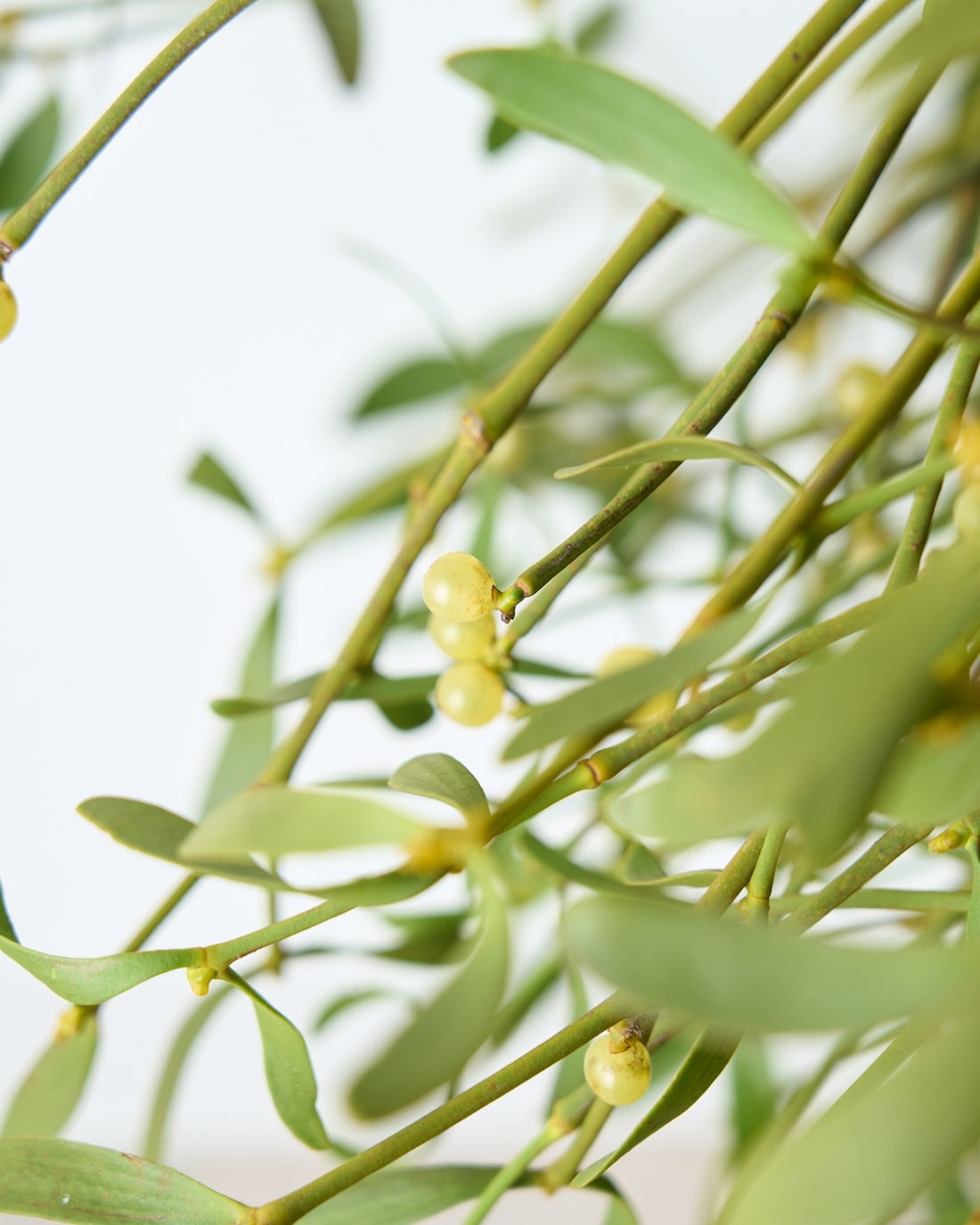 ［BIGボタニカル］ヤドリギ（フレッシュ〜ドライのお届け）