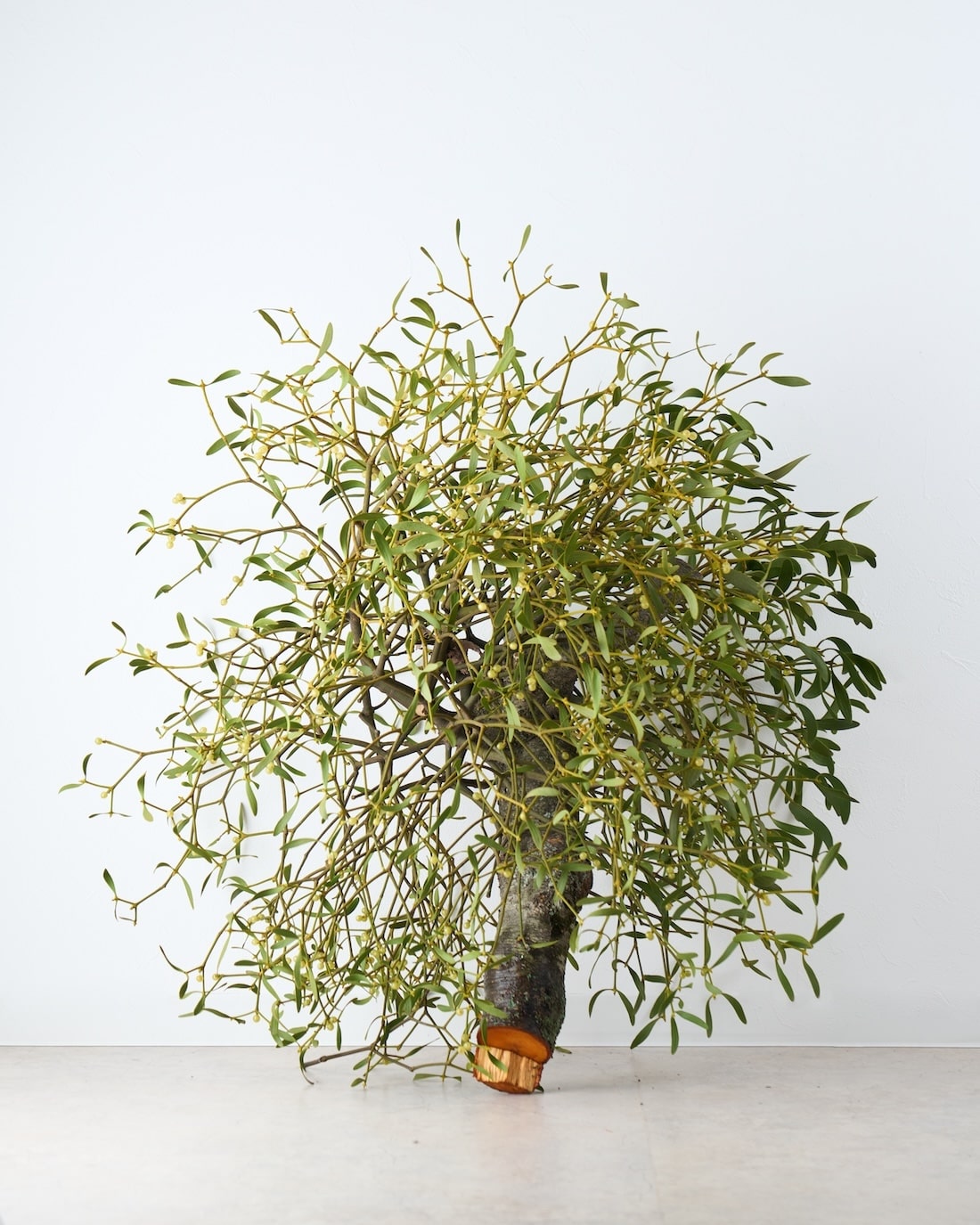 BIGボタニカル｜フレッシュ］ヤドリギ 商品ページ - 土と風の植物園