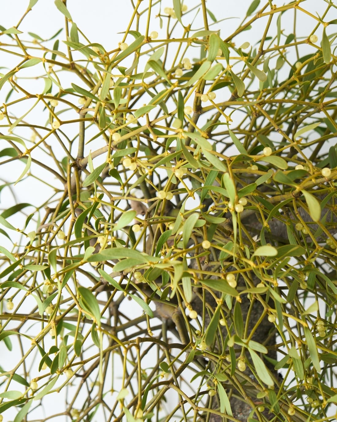 ［BIGボタニカル］ヤドリギ（フレッシュ〜ドライのお届け）